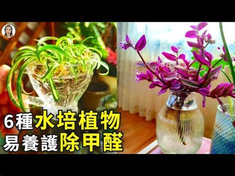 水種植物 風水|居家風水：水種植物佈置